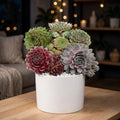 Sempervivum Combo (Bare Rooted)