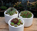Sempervivum Combo (Set of 3) (Bare Rooted)