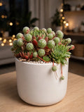 Sempervivum Hens and Chicks (Bare Rooted)