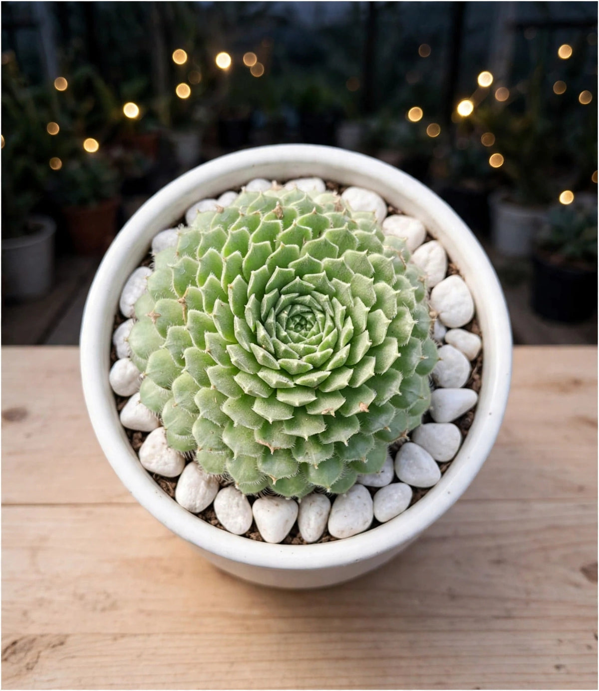 Sempervivum Silver King (Bare Rooted)