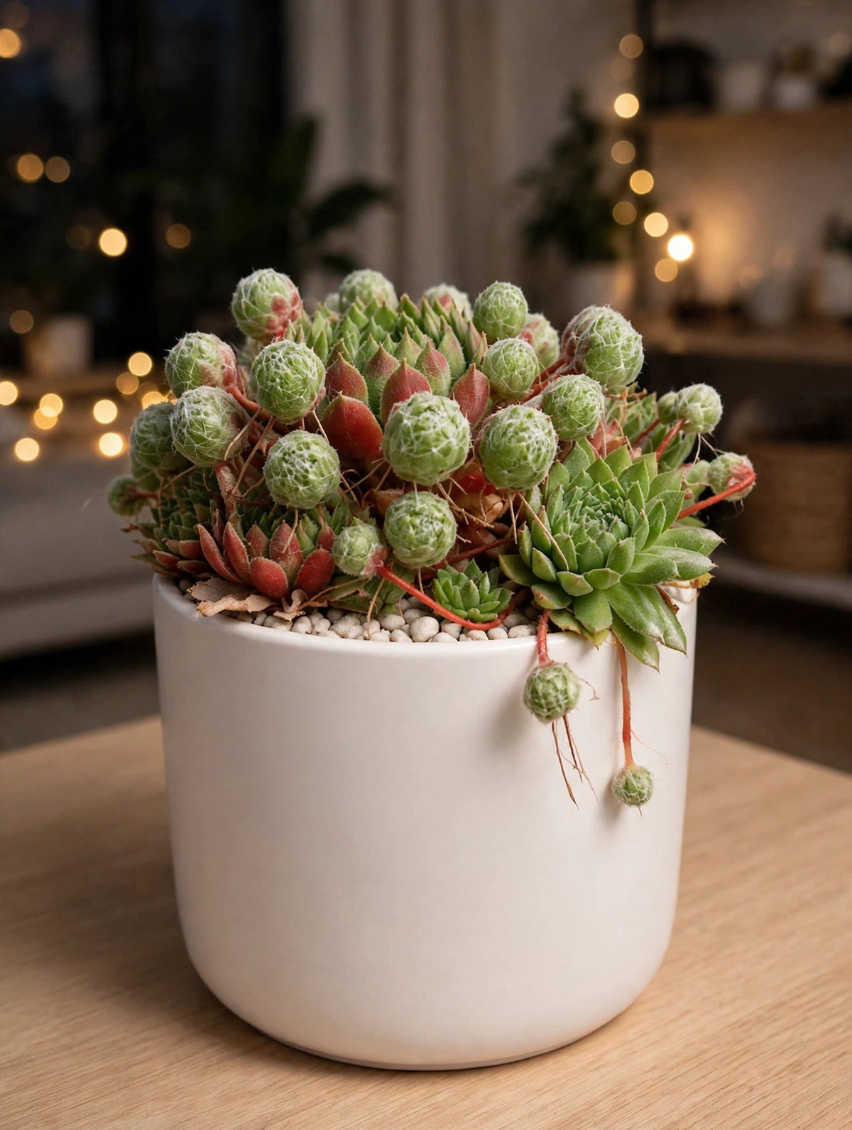 Sempervivum Hens and Chicks (Bare Rooted)