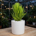 Sencio Vitalis (Bare Rooted)