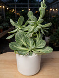 Senecio Obovatus (Bare Rooted)