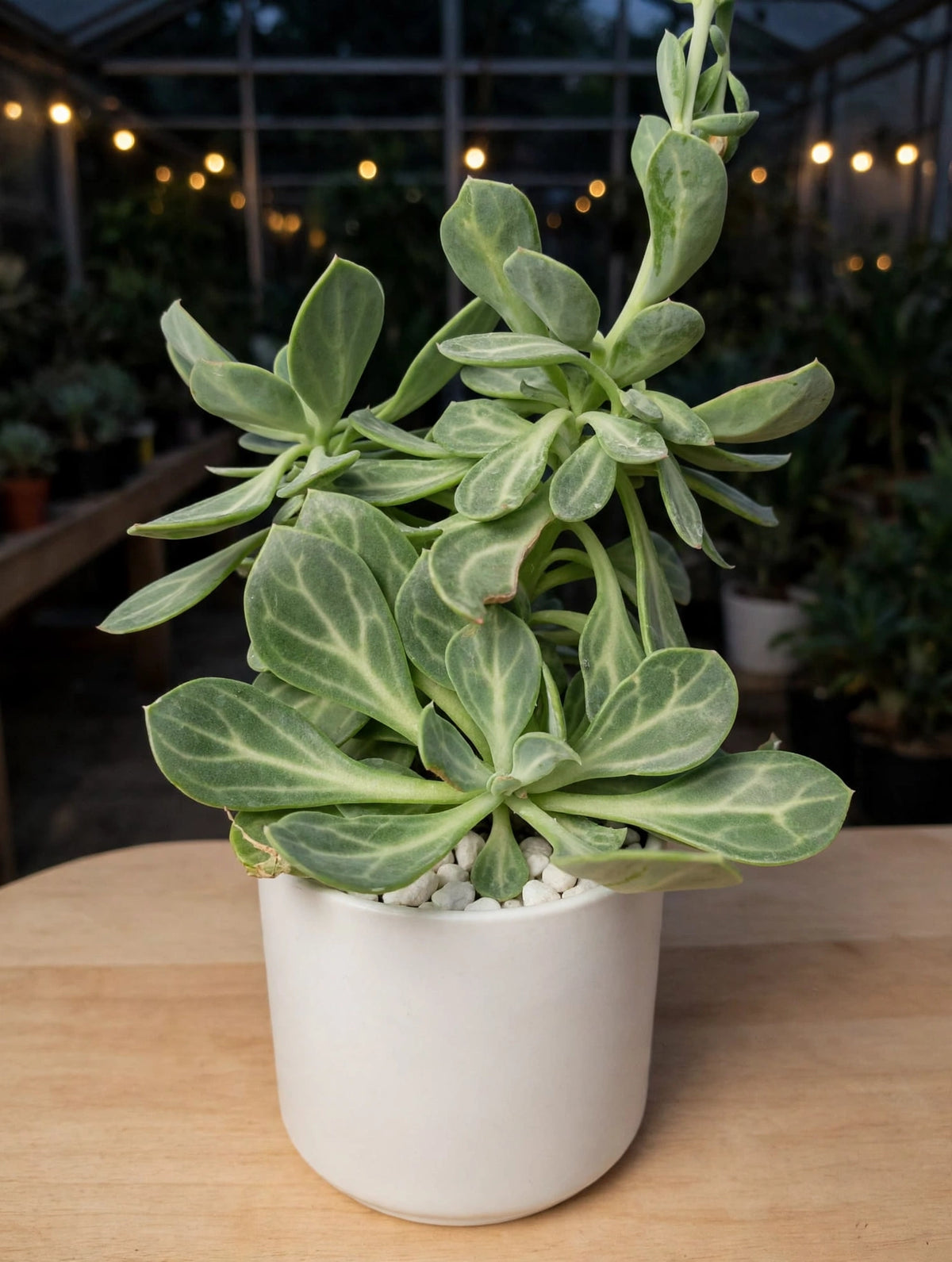 Senecio Obovatus (Bare Rooted)
