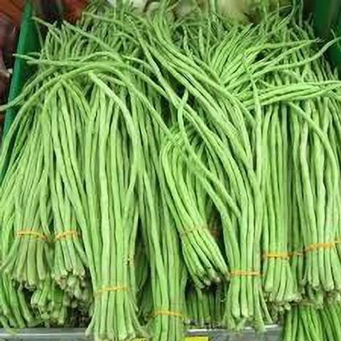 Singra (Hybrid Seeds)