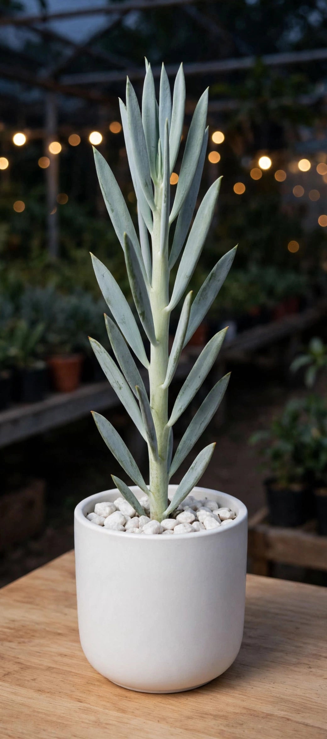 Skyscraper Senecio(Bare Rooted)