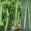 Snack gourd (Hybrid Seeds)