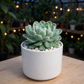 Snowball (Bare Rooted)