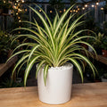 Spider Plant (Bare Rooted)
