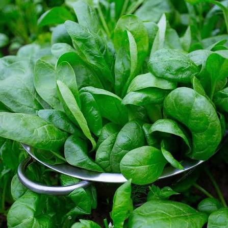 Spinach (Hybrid Seeds)