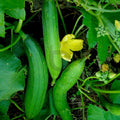 Sponge gourd (Hybrid Seeds)