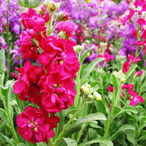 Stock (Hybrid Seeds)