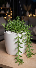 String of Banana (Bare Rooted)
