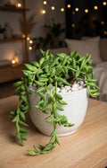 String of Tears (Bare Rooted)