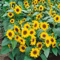 Sunflower Miniature Flowering (Hybrid Seeds)