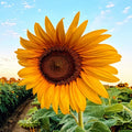 Sunflower (Hybrid Seeds)