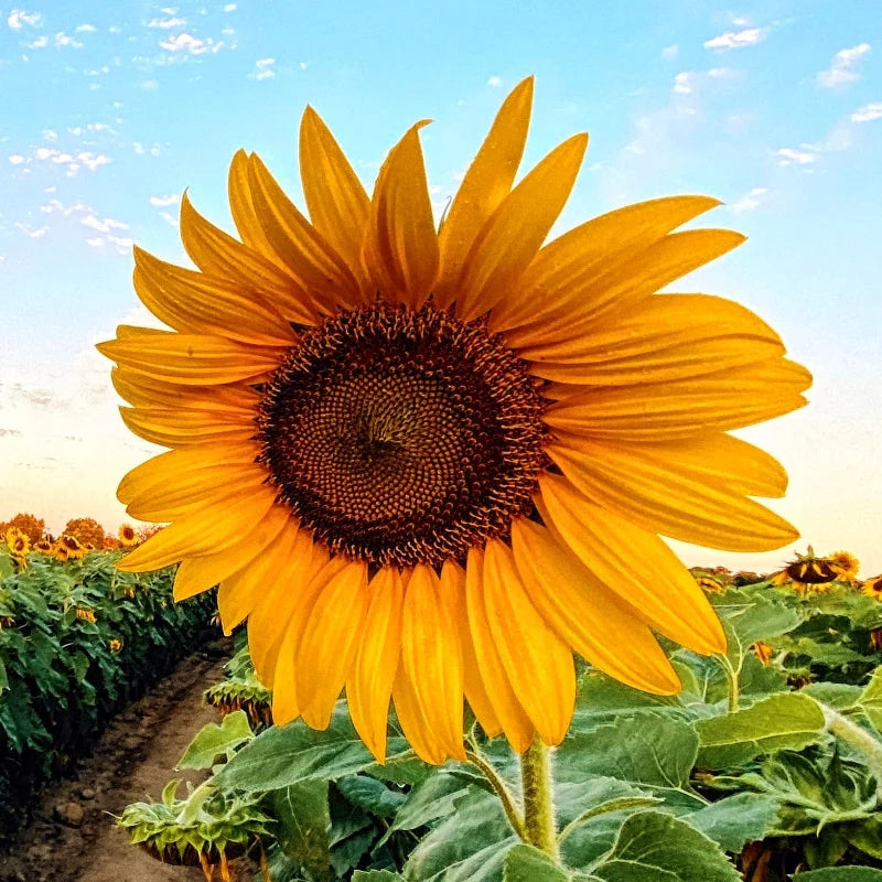 Sunflower (Hybrid Seeds)