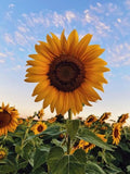 Sunflower tall (Hybrid Seeds)