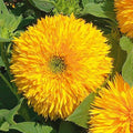 Sungold flowering (Hybrid Seeds)