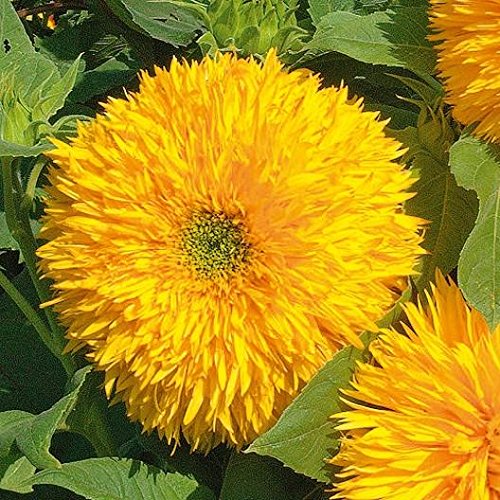 Sungold flowering (Hybrid Seeds)