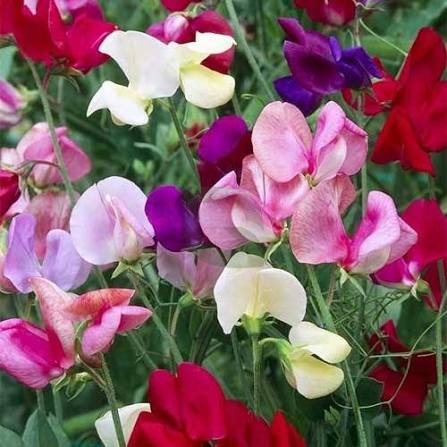 Sweet Pea (Hybrid Seeds)