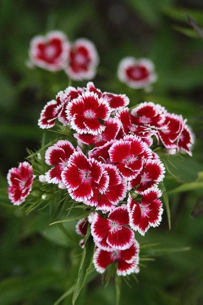 Sweet Williams Flowering (Hybrid Seeds)