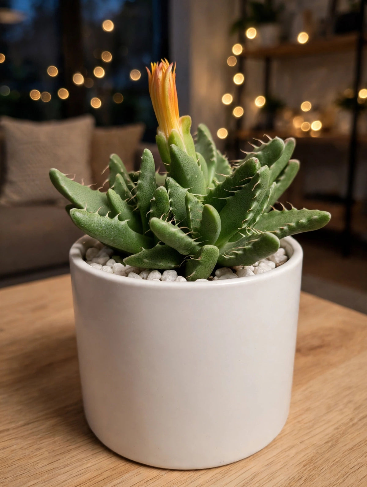 Tiger Cup Aloe (Bare Rooted)