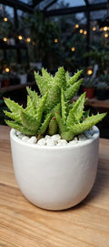 Tiger Tooth Aloe (Bare Rooted)