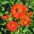 Tintoria (Hybrid Seeds)