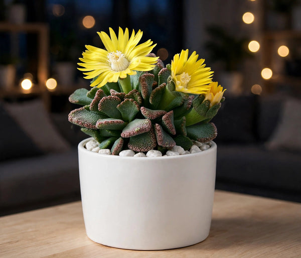 Titanopsis Calcarea (Bare Rooted)