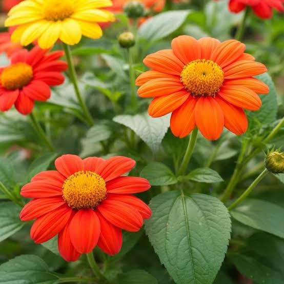 Tithonia Flowering (Hybrid Seeds)