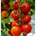 Tomato (Hybrid Seeds)