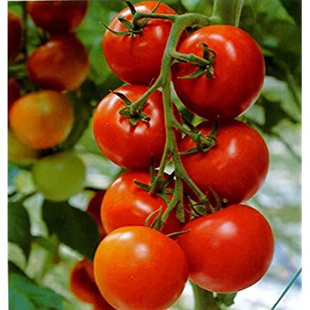 Tomato (Hybrid Seeds)