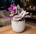 Tradescantia Pink (Bare Rooted)