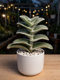 Tradescantia Sillamontana (Bare Rooted)