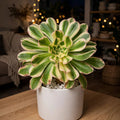 Variegated Aeonium Arboreum (Bare Rooted)