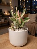 Variegated Pink Jade (Bare Rooted)