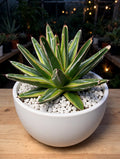 Variegated Queen Victoria Agave (Bare Rooted)