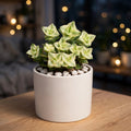 Variegated String of Buttons (Bare Rooted)
