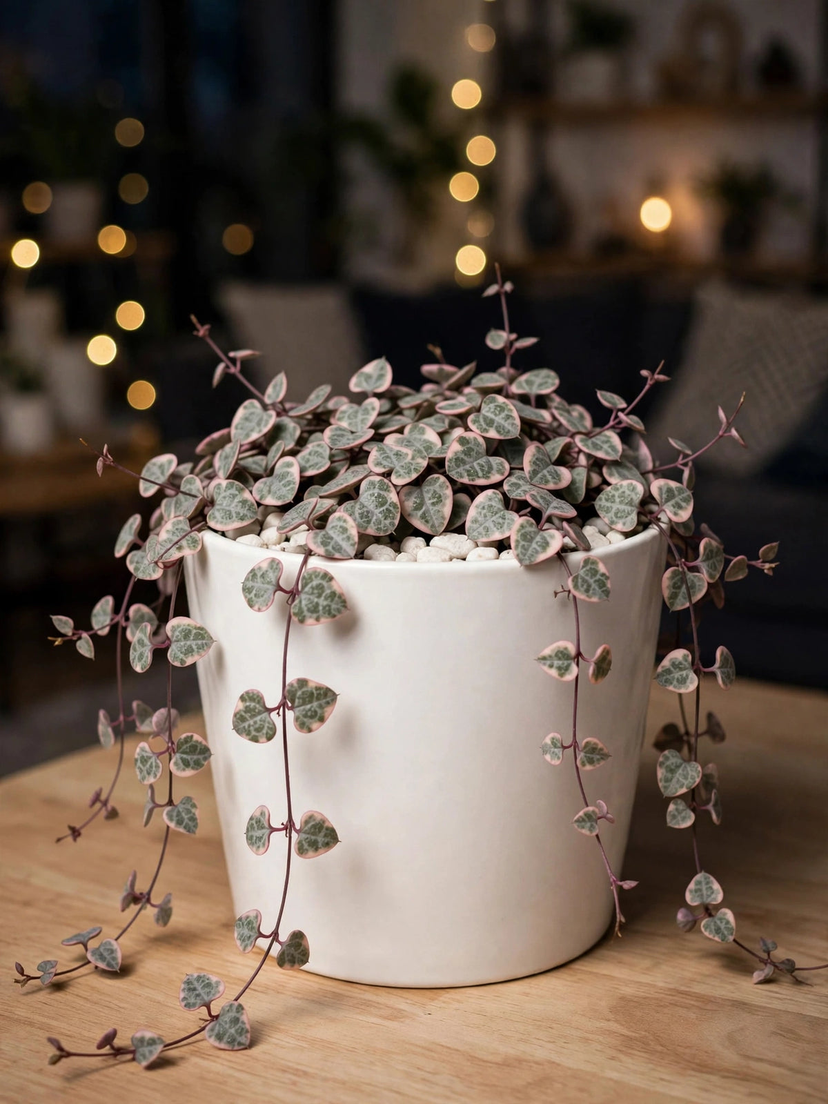 Variegated String of HEART 10-15 (Bare Rooted)