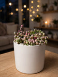 Variegated String of Pearls (Bare Rooted)