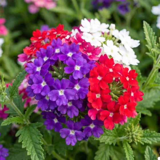 Verbena (Hybrid Seeds)