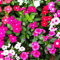 Vinca (Hybrid Seeds)