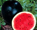 Watermelon (Hybrid Seeds)