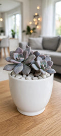 Graptoveria Gypsy (Bare Rooted)