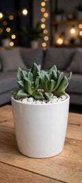 Haworthia maughanii hybrid  (Bare Rooted)