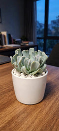 Echieveria Brain Crest (Bare Rooted)