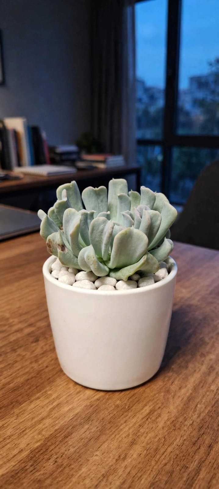 Echieveria Brain Crest (Bare Rooted)