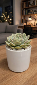 Echeveria Yellow (Bare Rooted)