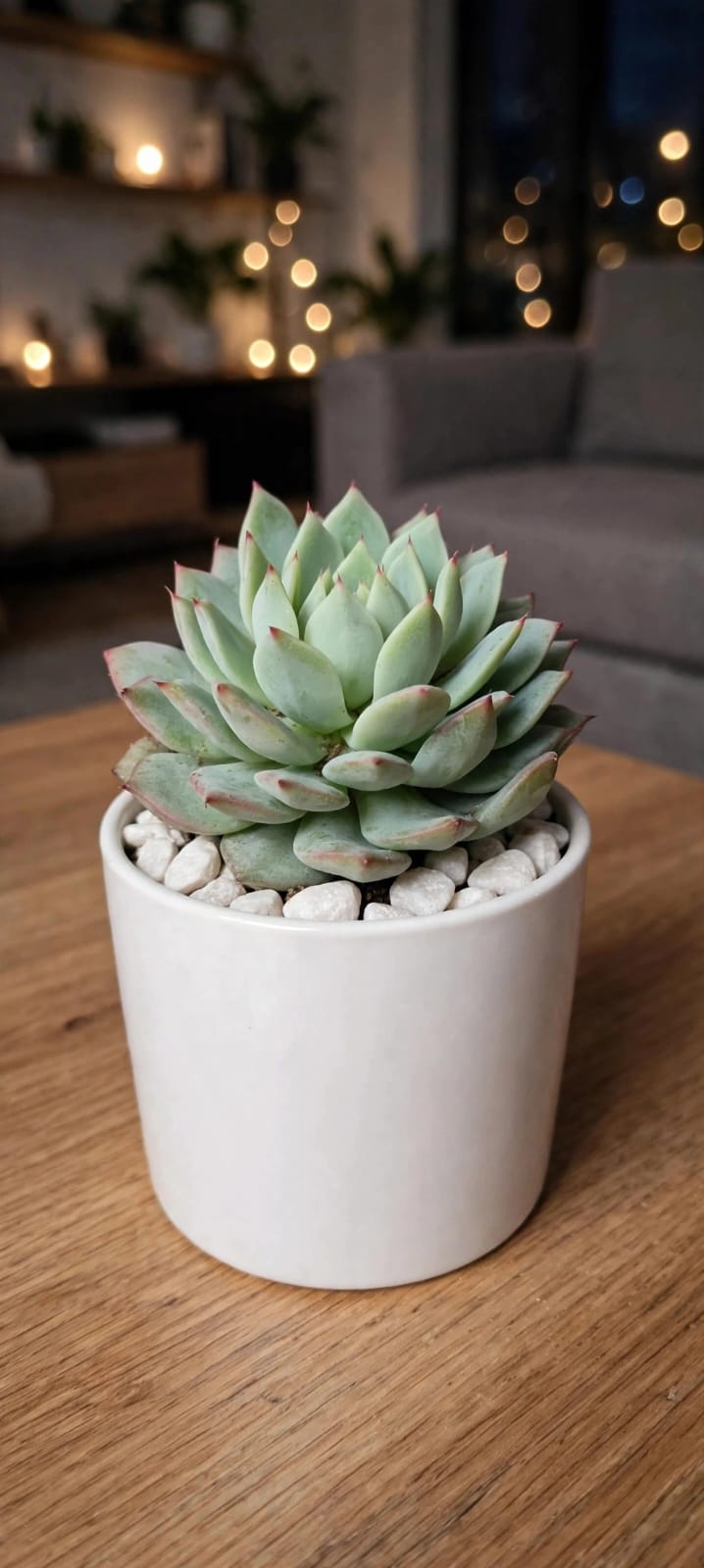 Echeveria Yellow Sade (Bare Rooted)